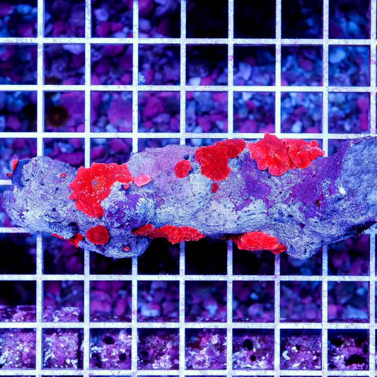 Indo Toxic Red Mushrooms Mother Colony TRMMC032701 WYSIWYG
