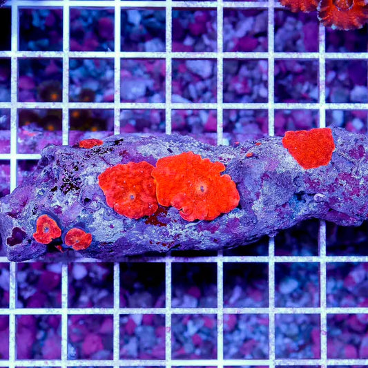 Indo Toxic Red Mushrooms Mother Colony TRMMC032702 WYSIWYG