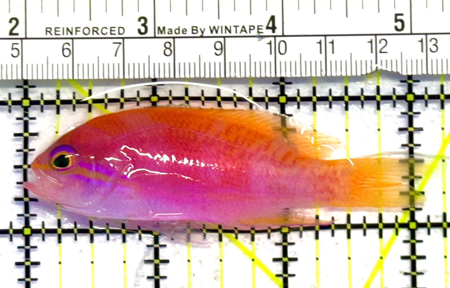 Bimaculatus Anthias Female BAF041303 WYSIWYG Size: M 3" approx