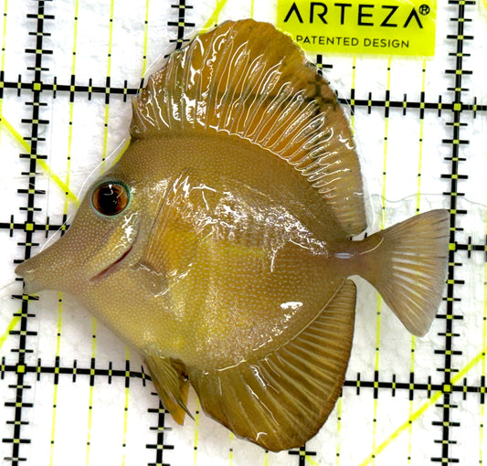 Rare Hybrid Yellow Mimic Scopas Tang RHYMST052104 WYSIWYG Size: L 3" approx