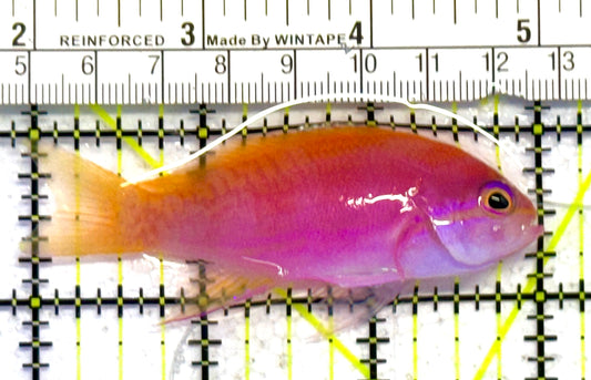 Bimaculatus Anthias Female BAF041303 WYSIWYG Size: M 3" approx