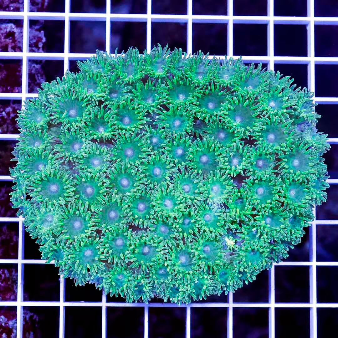 Indo Neon Pagoda Cup Mother Colony INPCMC032702 WYSIWYG