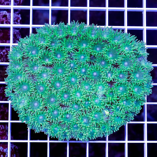 Indo Neon Pagoda Cup Mother Colony INPCMC032702 WYSIWYG