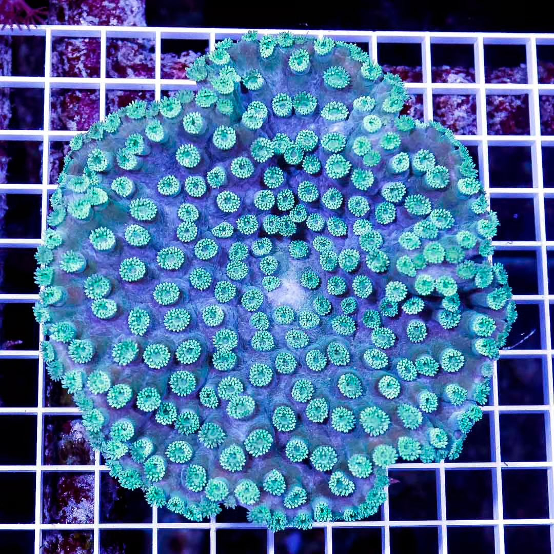 Indo Neon Pagoda Cup Mother Colony INPCMC032703 WYSIWYG
