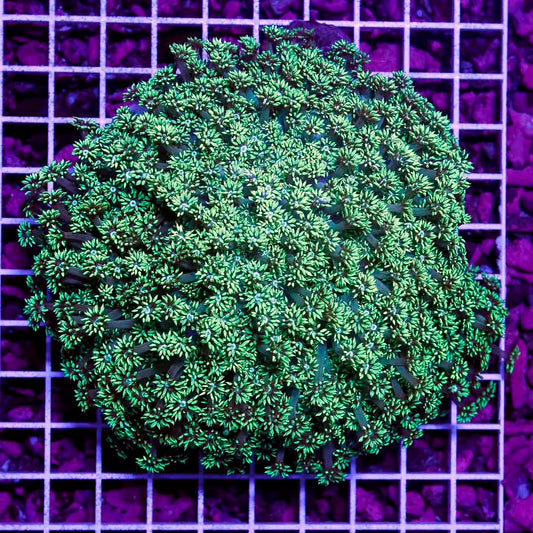 Neon Aussie Goniopora Mother Colony NAGMC032702 WYSIWYG