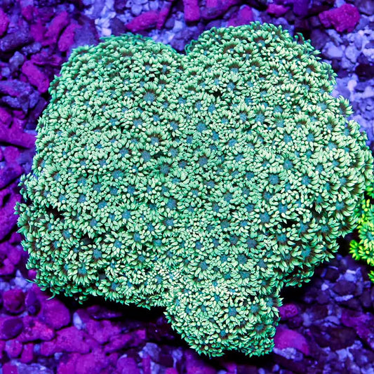 Neon Aussie Goniopora Mother Colony NAGMC032703 WYSIWYG