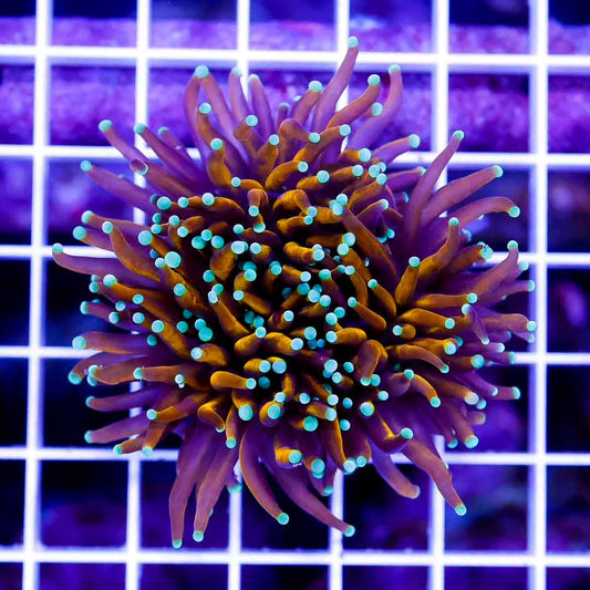 Indo Ultra Gold Torch 1H Mother Colony IUGTMC032703 WYSIWYG