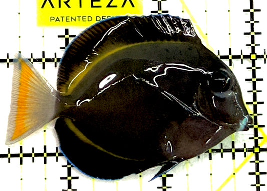 Hybrid Achilles HA052103 WYSIWYG Size: M 2.75" approx
