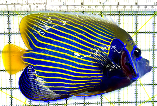 Emperor Angelfish EA041701 WYSIWYG Size: XXL 8" approx