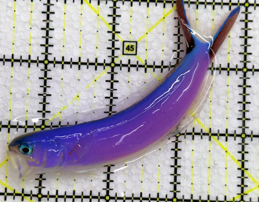 Purple Tilefish PT052001 WYSIWYG Size: L 4" approx