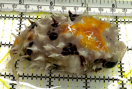 Hard Shell Porcupine Pufferfish HSPP052101 WYSIWYG Size: M 4" approx