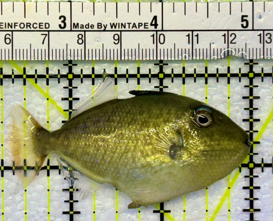 Goldenback Triggerfish GT041701 WYSIWYG Size: M 2" Approx