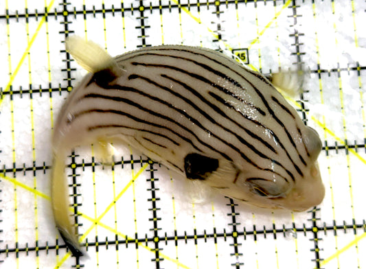 Manila Lined Pufferfish MLP052101 WYSIWYG Size: L 5" approx