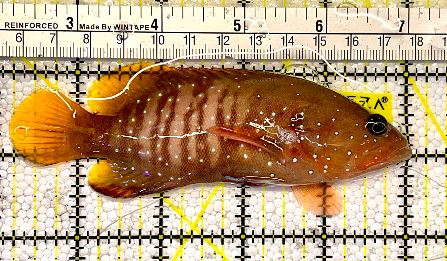 Chocolate Boenak Grouper Size: L 4" to 5" Solomon Islands