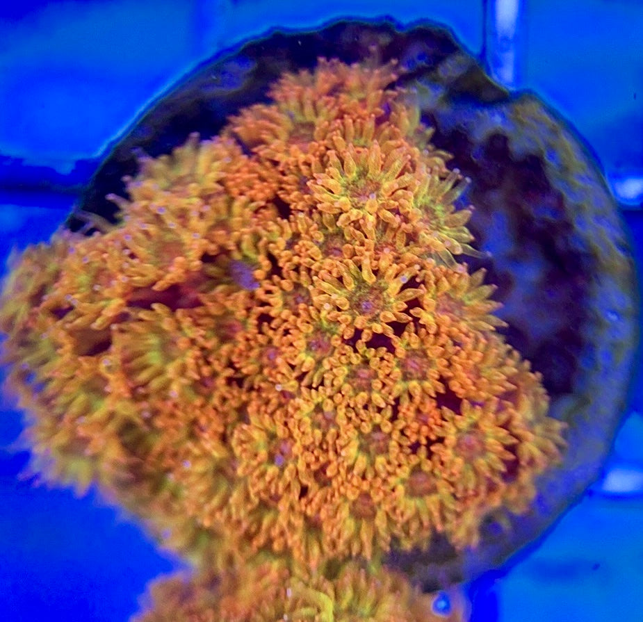 Laffy Taffy Goniopora Minor (Aquacultured) Size: M 0.5" to 1" Approx - Violet Aquarium 