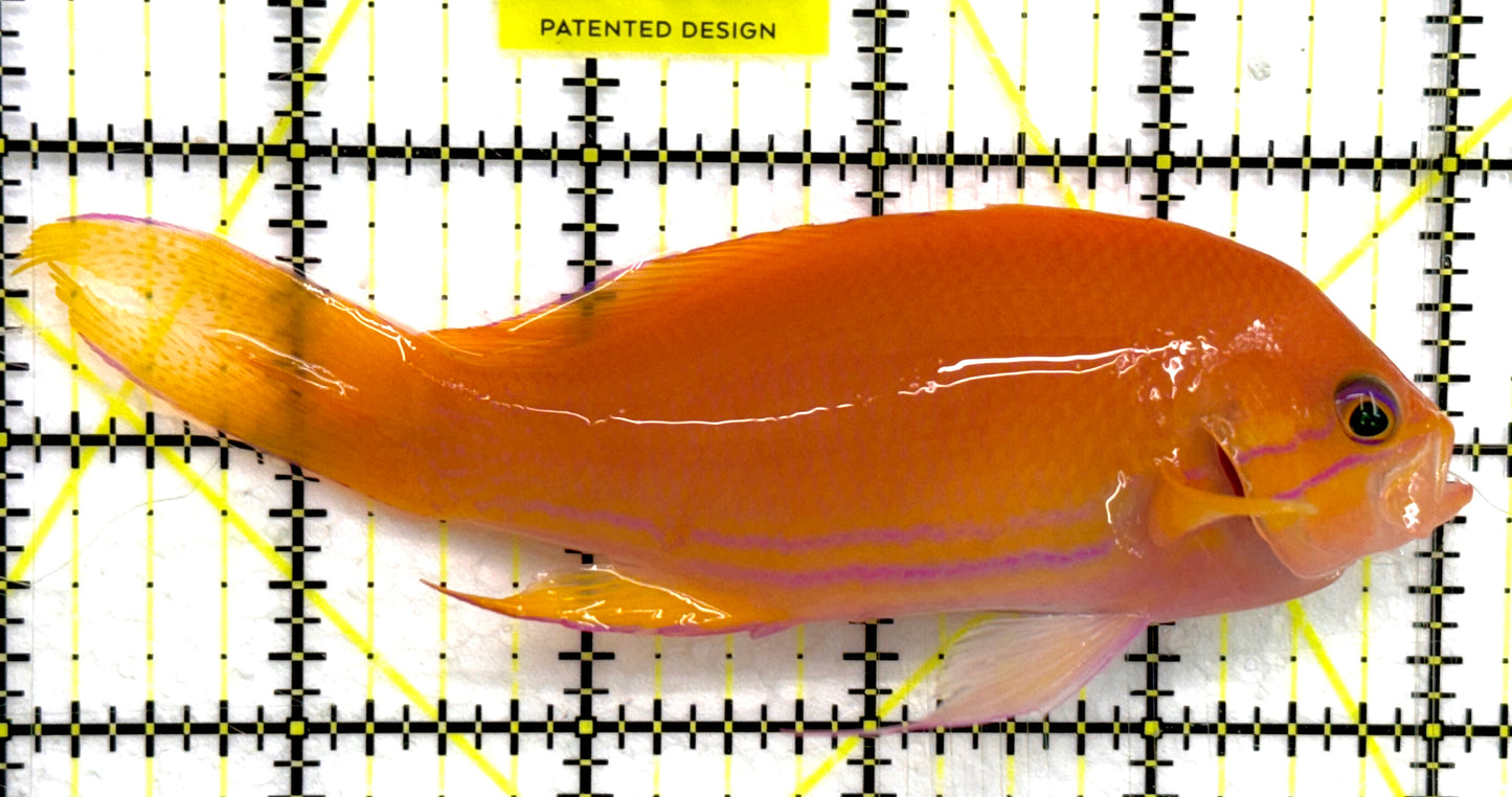 Squareback Anthias (Female) SA052002 WYSIWYG Size: XL 5" approx