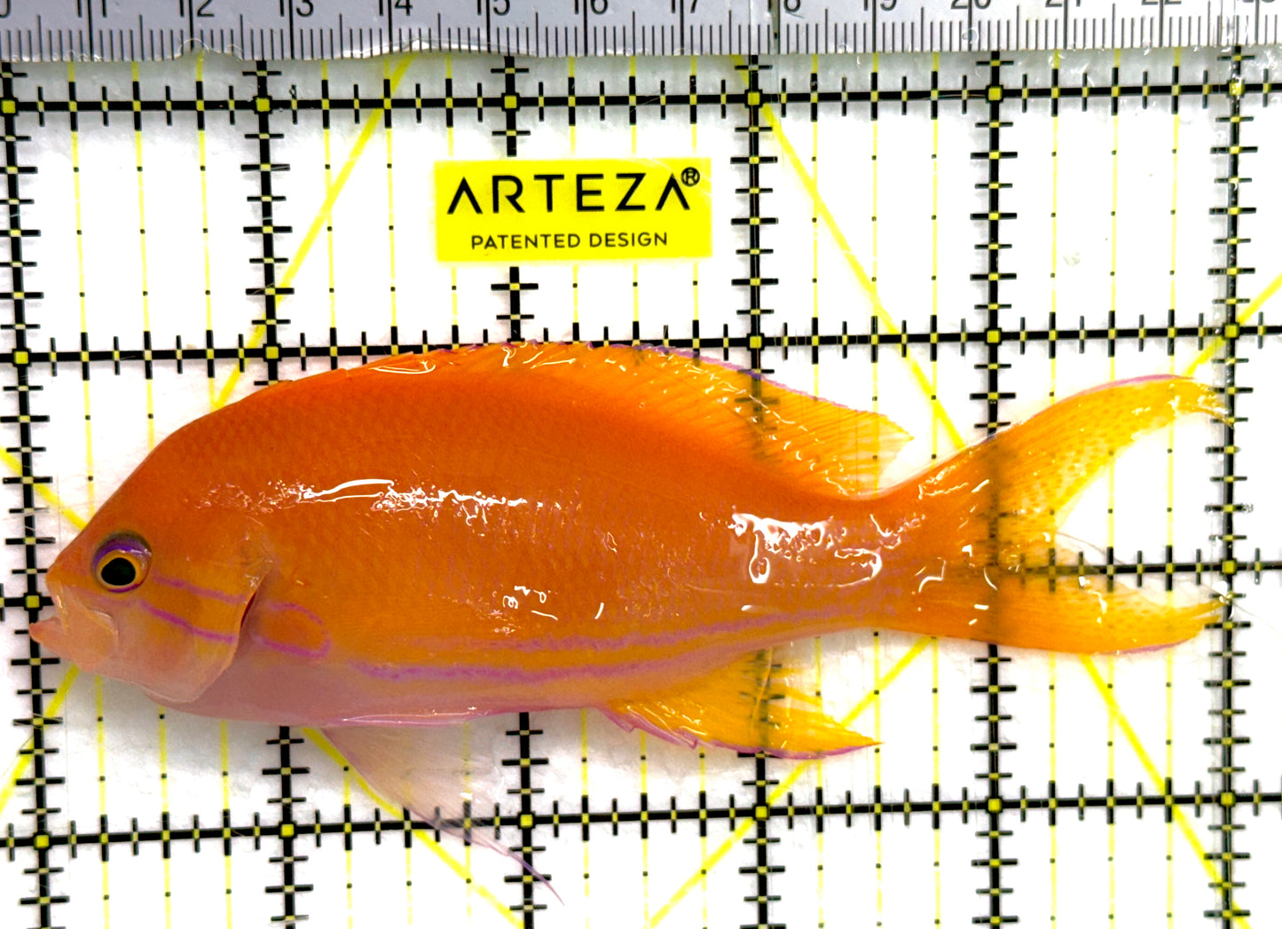 Squareback Anthias (Female) SA052002 WYSIWYG Size: XL 5" approx