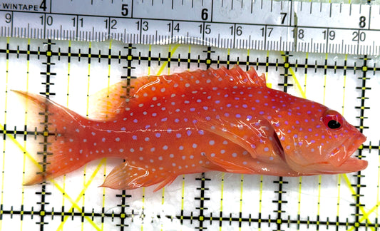 Louti Grouper LG052001 WYSIWYG Size: L 4.25" approx