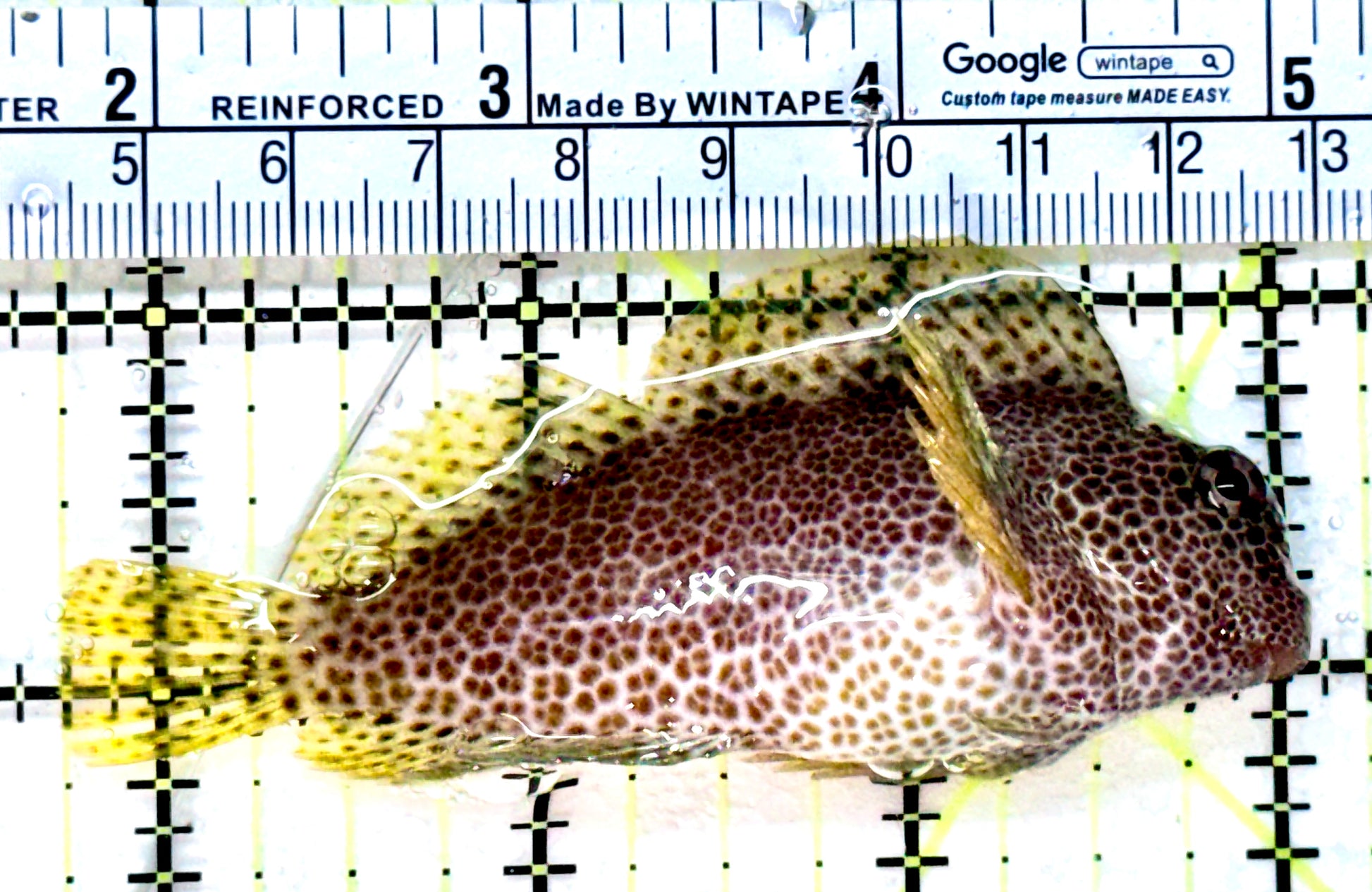 Leopard Rockskipper Blenny LRB022202 WYSIYWG Size: 3.25" - Violet Aquarium 