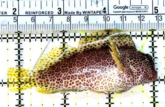 Leopard Rockskipper Blenny LRB022202 WYSIYWG Size: 3.25" - Violet Aquarium 