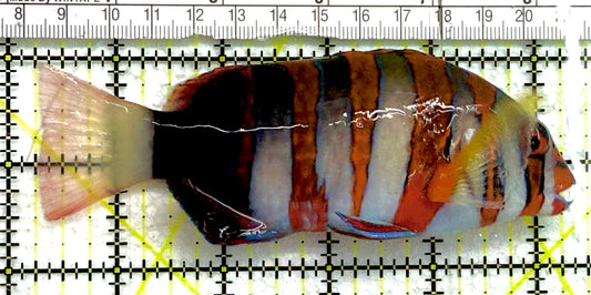 Harlequin Tuskfish HT052106 WYSIWYG Size: XL 5" approx