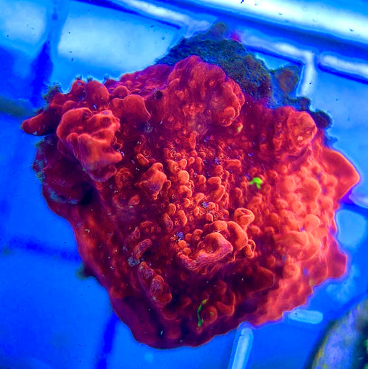 Red and Green Grafted Montipora RGGM042201 WYSIWYG