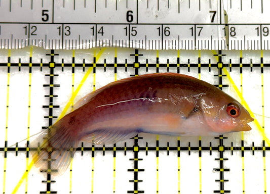 Blueside Fairy Wrasse BFW052101 WYSIWYG Size: M 2.5" approx