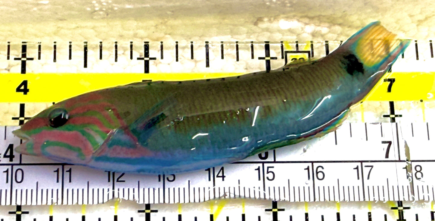 Lunare Wrasse LW052101 WYSIWYG Size: M 3" approx