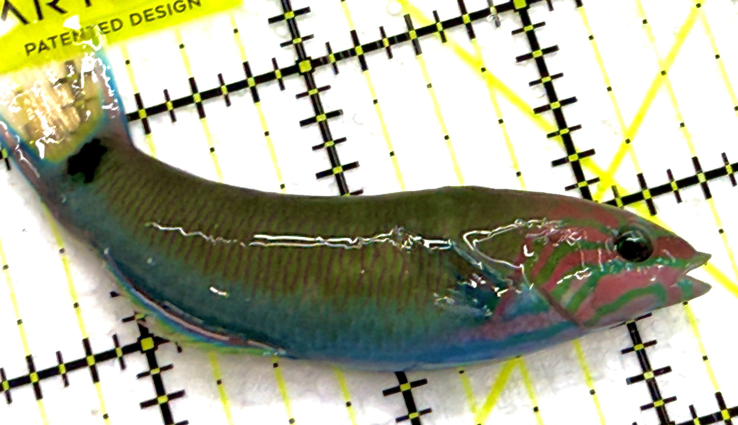 Lunare Wrasse LW052101 WYSIWYG Size: M 3" approx