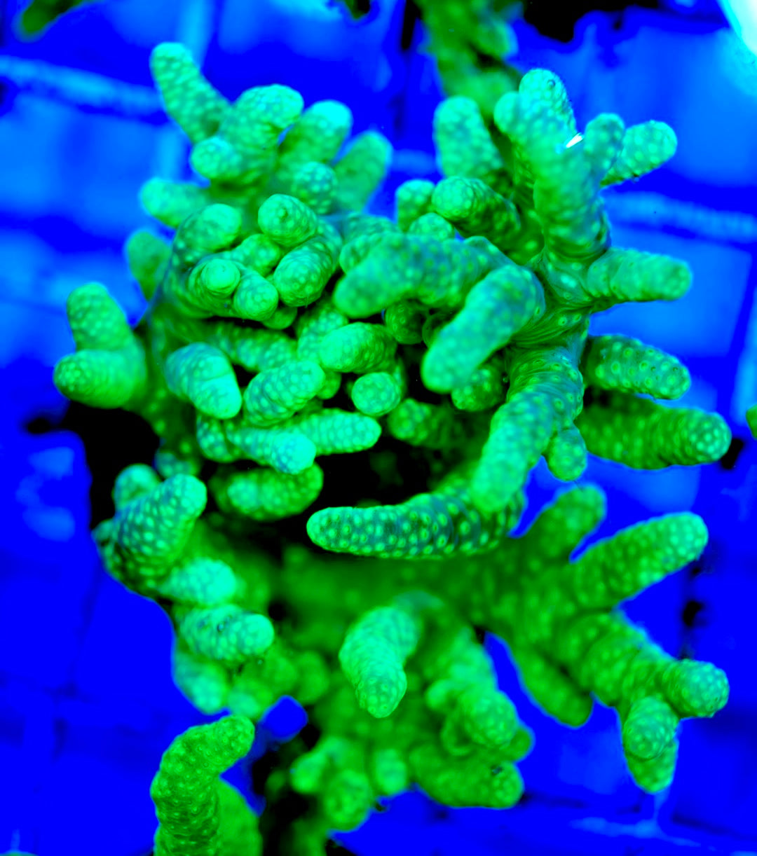 Ultra Aussie Finger Leather coral Size: M 0.75" to 2" - Violet Aquarium 