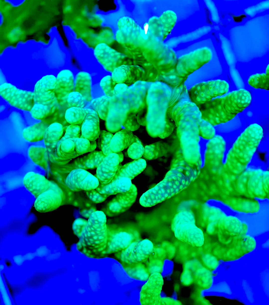 Ultra Aussie Finger Leather coral Size: M 0.75" to 2" - Violet Aquarium 