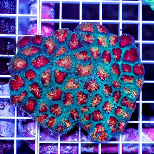 Ultra Hot Aussie Favia Mother Colony UHAFMC050101 WYSIWYG