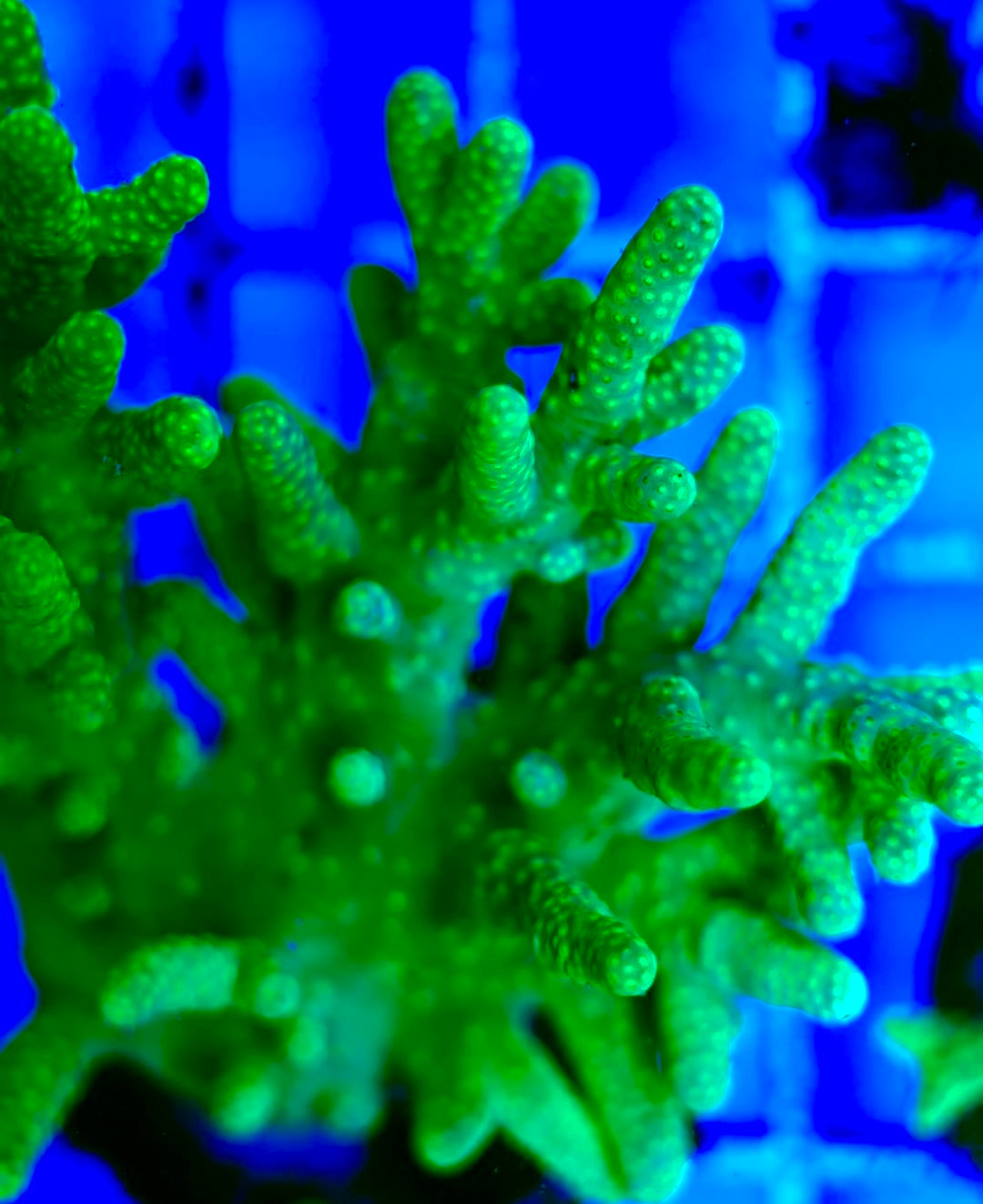 Ultra Aussie Finger Leather coral Size: M 0.75" to 2" - Violet Aquarium 