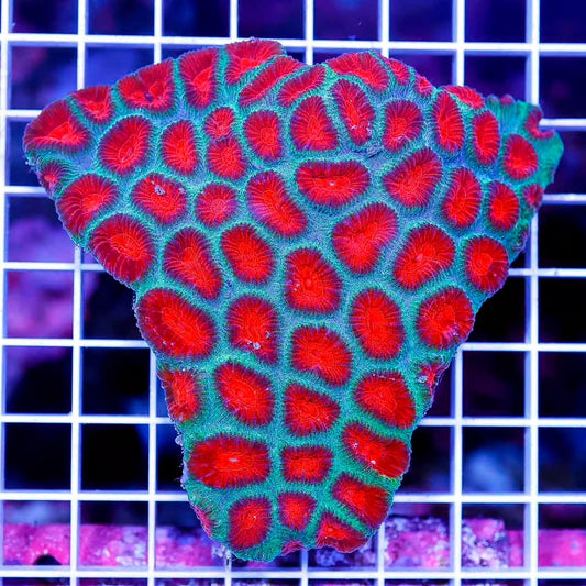 Ultra Aussie Favia Mother Colony UAFMC050103 WYSIWYG