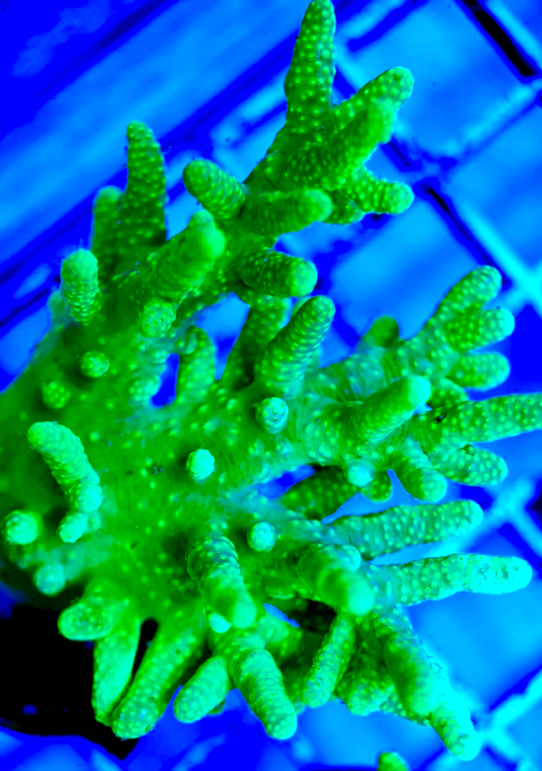 Ultra Aussie Finger Leather coral Size: M 0.75" to 2" - Violet Aquarium 