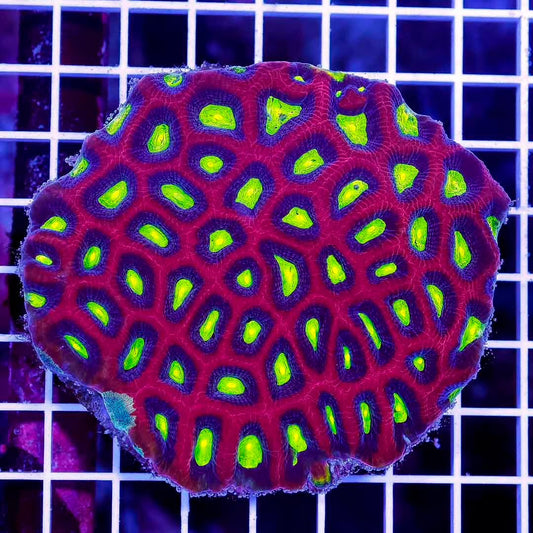 Ultra Hot Prism Favia Mother Colony UHPFMC050101 WYSIWYG