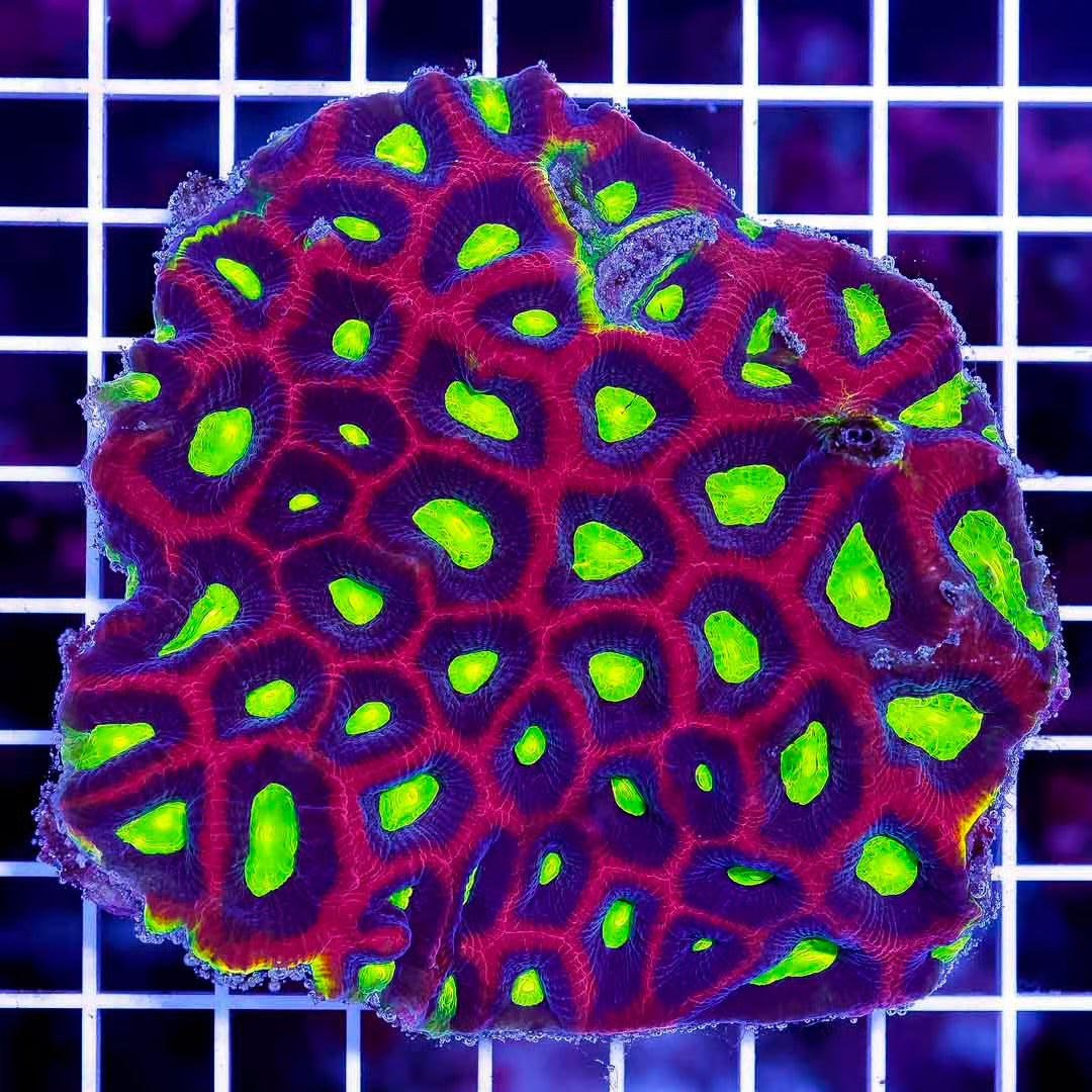 Ultra Hot Prism Favia Mother Colony UHPFMC050102 WYSIWYG