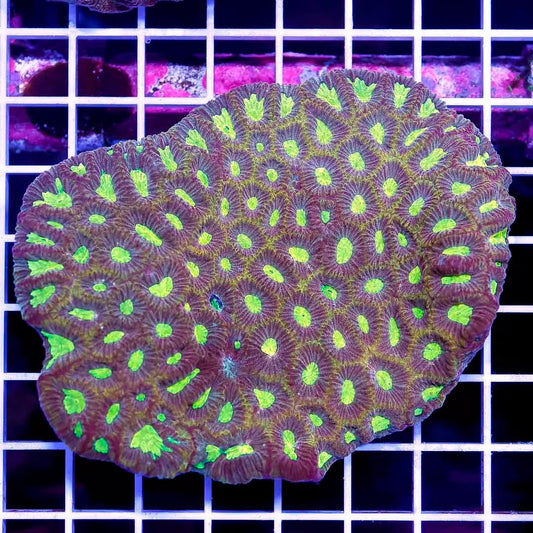 Ultra Aussie Favites Mother Colony UAFMC050101 WYSIWYG