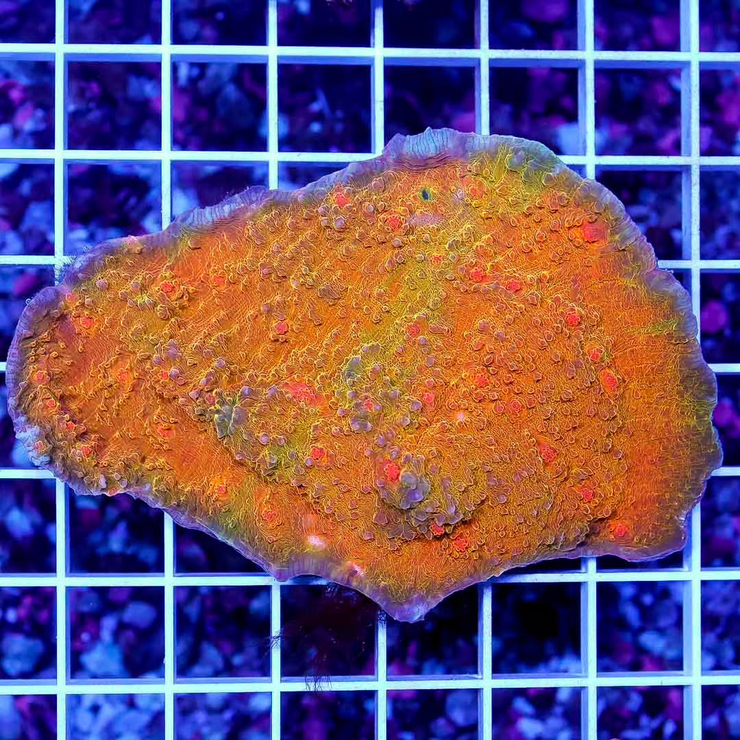 Ultra Aussie Echinophyllia Mother Colony UAEMC050101 WYSIWYG