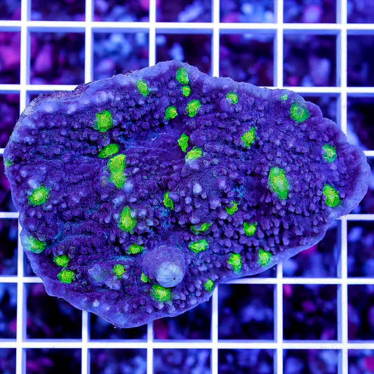Ultra Aussie Echinophyllia Mother Colony UAEMC050102 WYSIWYG
