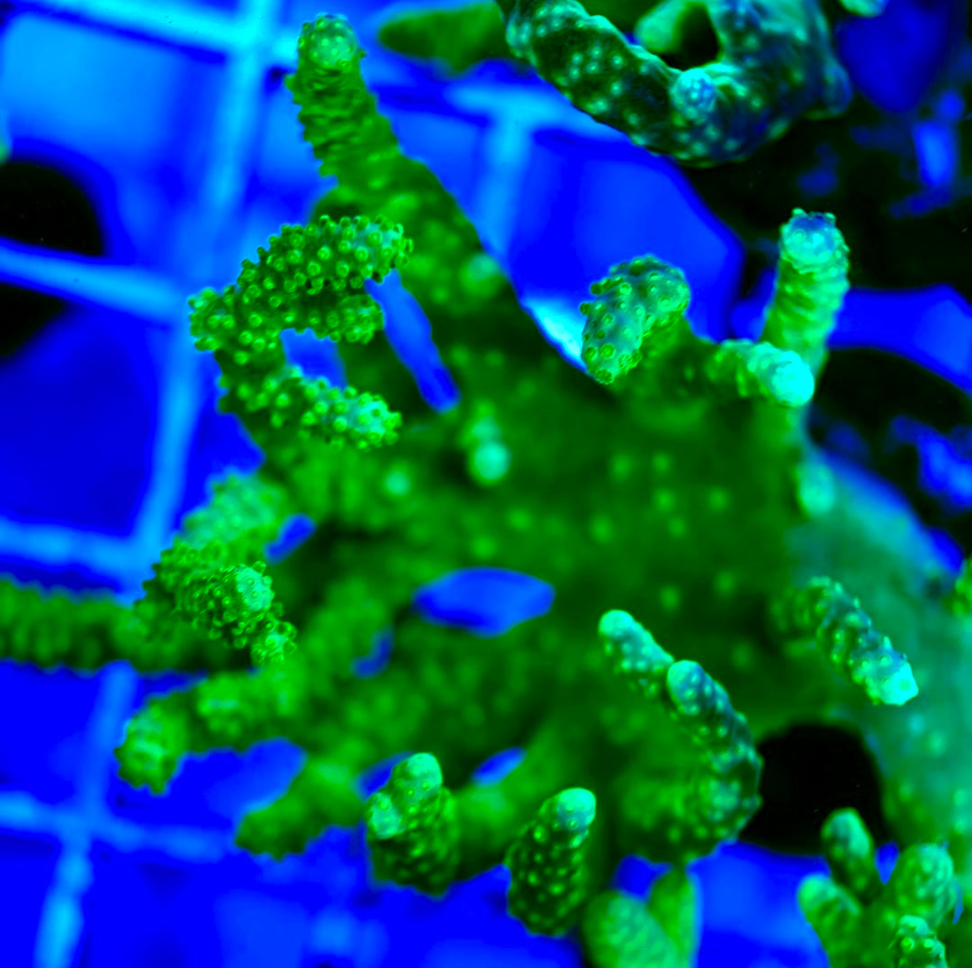 Ultra Aussie Finger Leather Large Frag UAFL042403 WYSIWYG