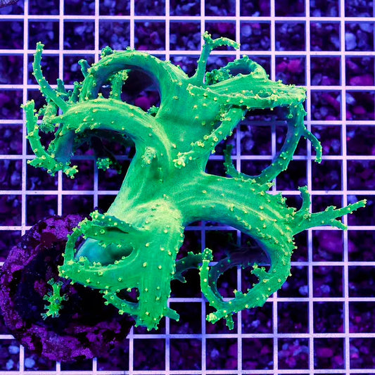 Ultra Aussie Hot Farmed Palau Nepthea XXXXL Mother Colony UAHFPNMC050101 WYSIWYG