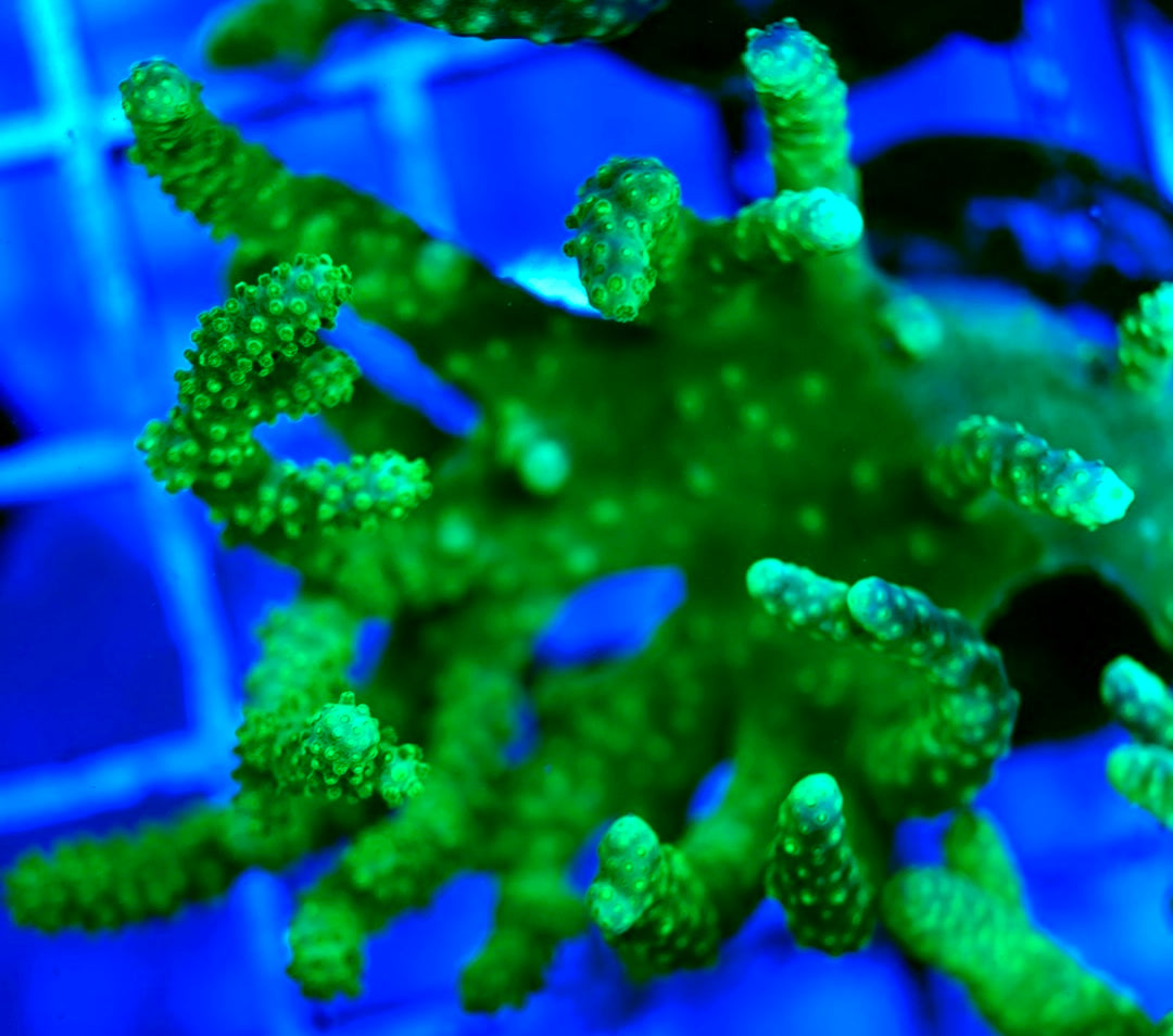 Ultra Aussie Finger Leather Large Frag UAFL042403 WYSIWYG