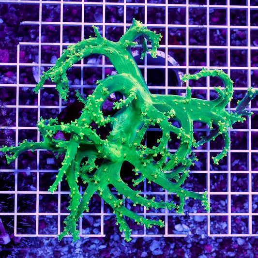 Ultra Aussie Hot Farmed Palau Nepthea XXXXL Mother Colony UAHFPNMC050102 WYSIWYG