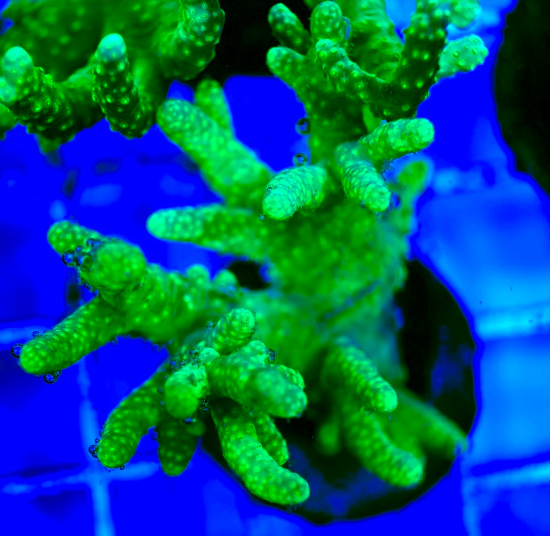 Ultra Aussie Finger Leather coral Size: M 0.75" to 2" - Violet Aquarium 