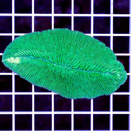 Indo Neon Tongue Coral Mother Colony INTCMC050101 WYSIWYG
