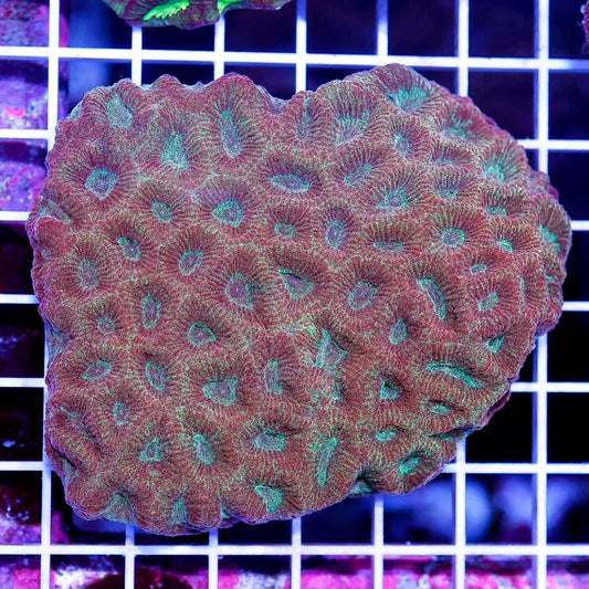Ultra Aussie Favites Mother Colony UAFMC050102 WYSIWYG