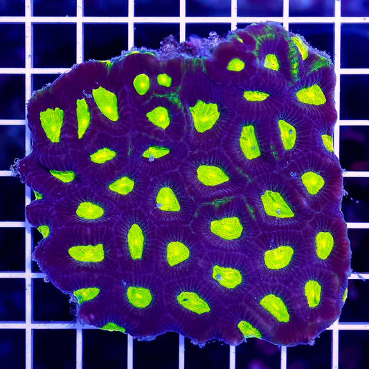 Ultra Black Prism Favia Mother Colony UBPFMC050101 WYSIWYG