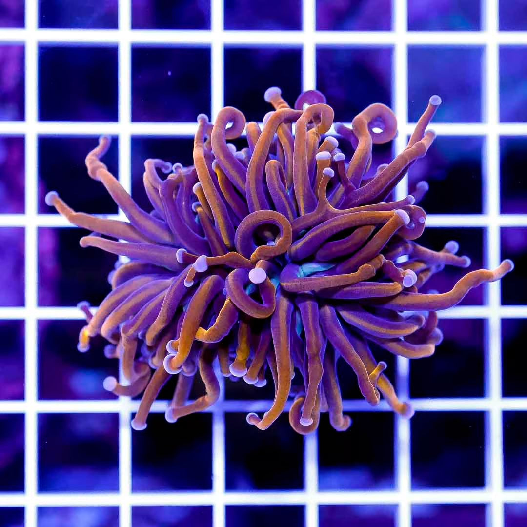 Ultra Gold Torch 1H Mother Colony UGTMC050101 WYSIWYG