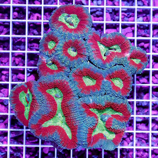 Ultra Aussie Lobophyllia Mother Colony UALMC050101 WYSIWYG